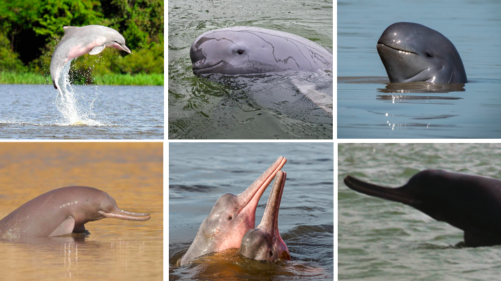 #42 Vital to their great rivers, from the Amazon to the Yangtze, which hundreds of millions of people depend on. But all 6 species face extinction. The good news? The #GlobalRiverDolphinDeclaration will unite nations to protect them and their rivers. wwf.panda.org/discover/our_f…