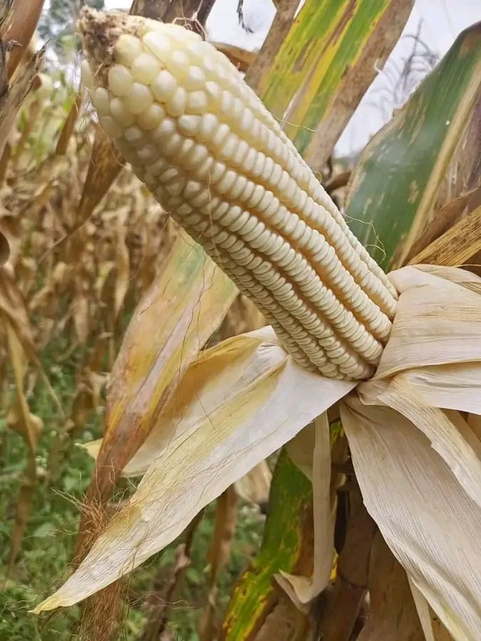 savannahboy52's tweet photo. The Great 🌽👌.@yara fertiliser is always farmers happiness 🤗.
@YaraKenya 
@PATRICK61594997 
@PATRICK61594997 
@Leroy_Qyp 
@SandraNabasirye 
@ENOCKBE12812162 
@CalebKaruga 
@agribusiness110 https://t.co/kuWkXt4iXV