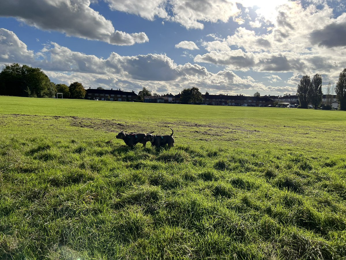 Dead t the world the calm b4 the storm got my work cut with this one🤣but the twins will teach him 🤞🏼🐶🐾🐾🐾