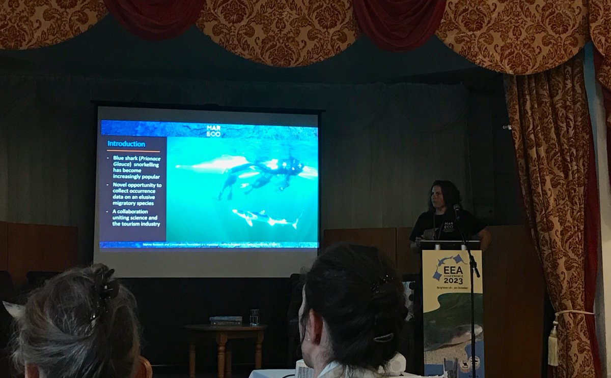 Chl0eMarine's tweet image. Belated #EEA2023 appreciation post! Thanks to @SharkTrustUK for a super inspiring event, full of elasmobranch (and chimaera!!) goodness 🦈🦈🦈 Bring on Greece 2024!