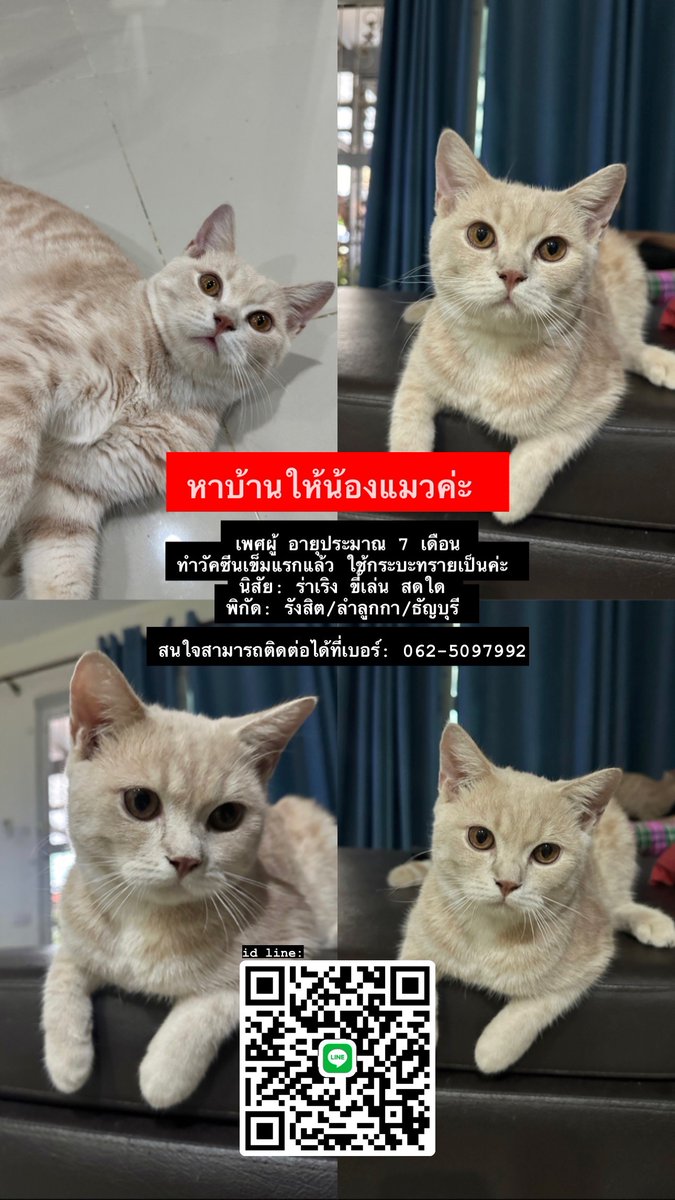Catster & Co บ้านพักพิงแมวจร tweet media