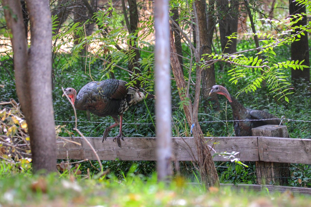 Wild Turkeys at Paton Center for Hummingbirds, 10/20/2023. #ArizonaBirds 1/2