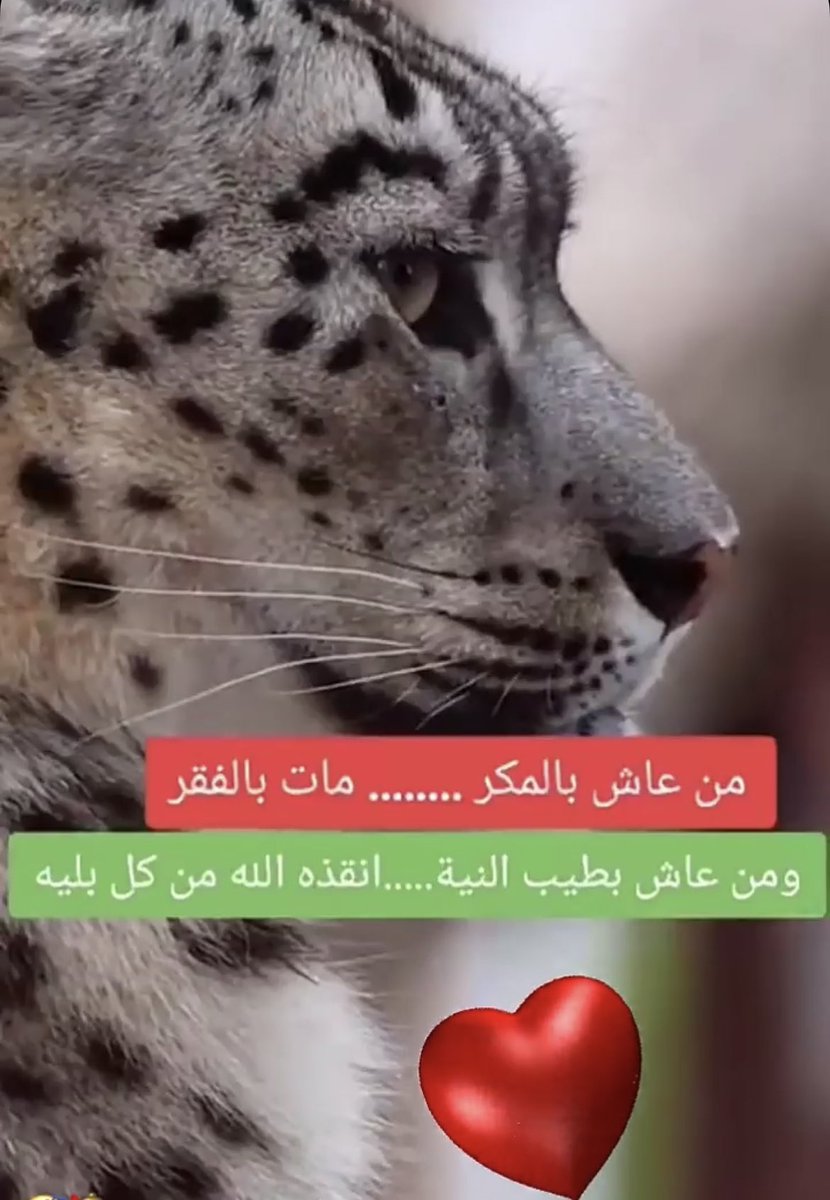 flooooor_12's tweet photo. مساء الورد 💓 https://t.co/3KVFAqT94j