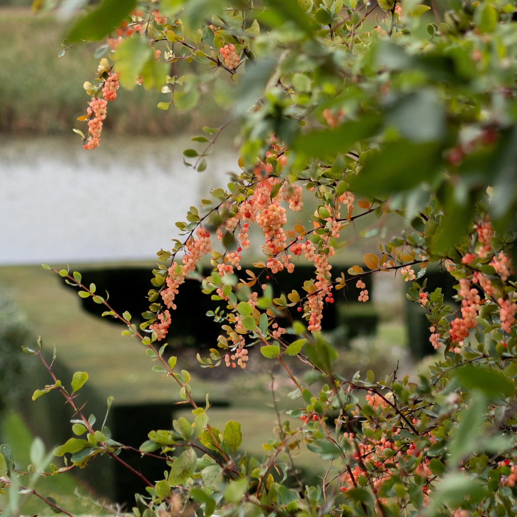 Berberis prattii is a deciduous shrub notable for its striking fruit, flower clusters and glossy foliage.

#Berberisprattii #ornamentalberries #gardening #autumncolour #octoberinthegarden #theplantingexperts #gardendesign #gardenlandscaping