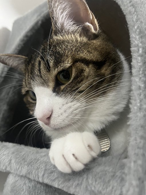 Twitterのコスプレ画像38