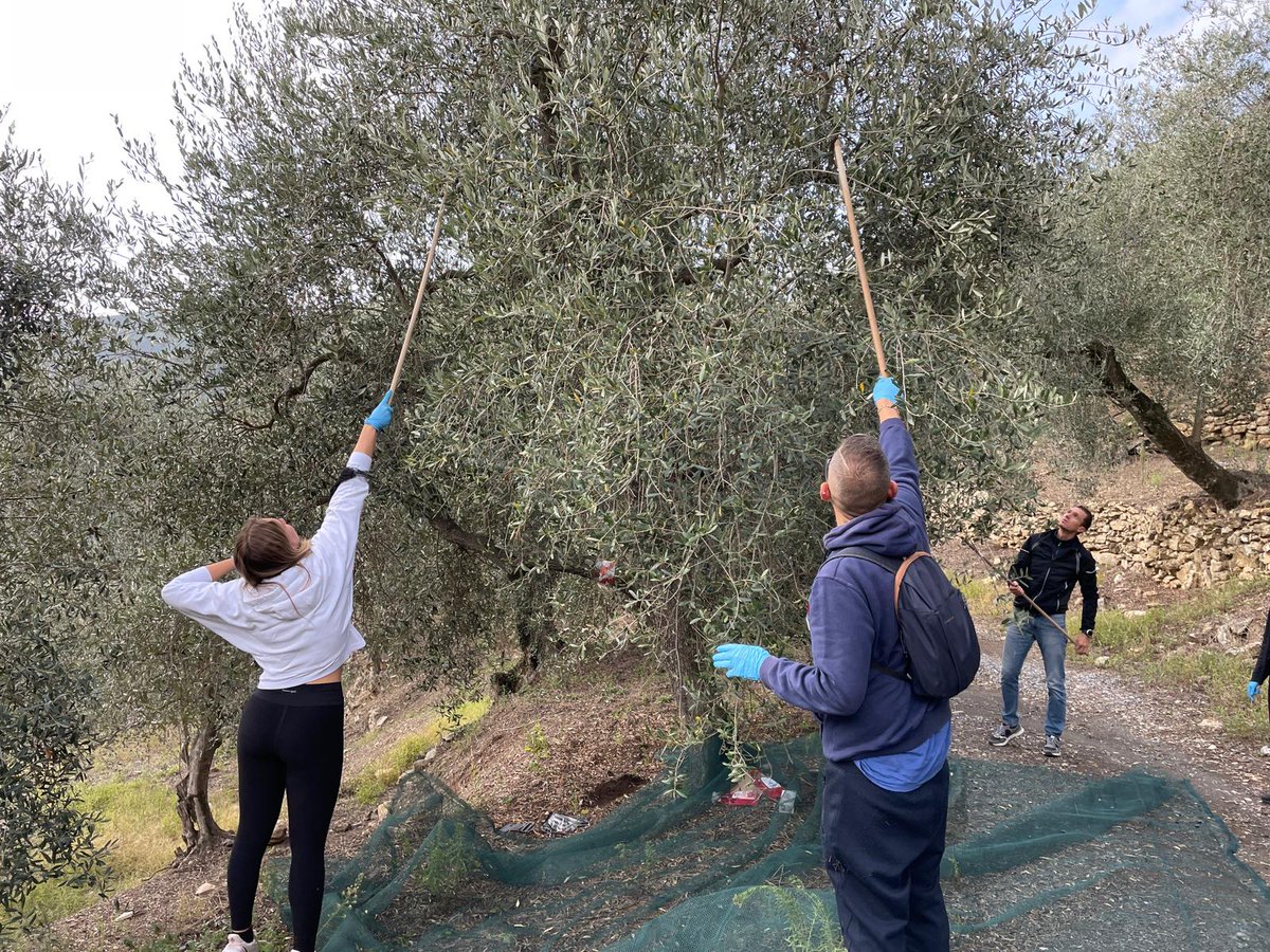 @AT_Bioresources and @unito teams sampling olives for the #DominoEU project 🫒🦠
