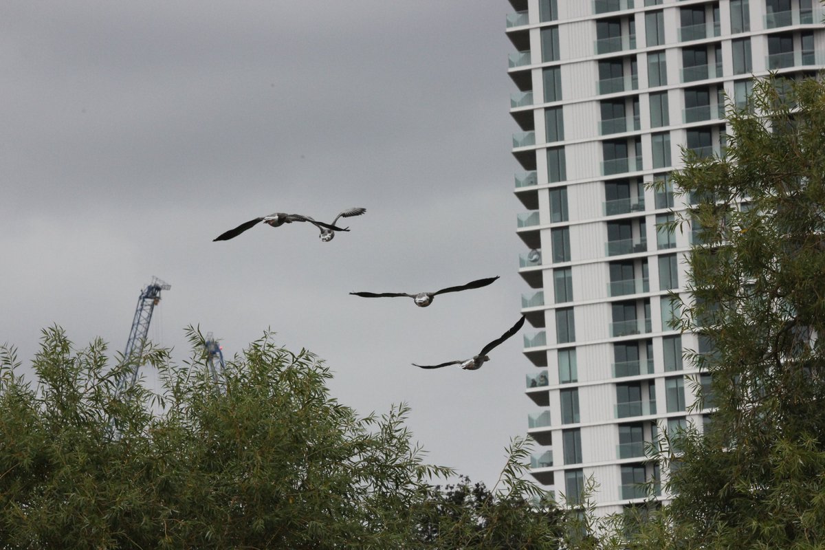 I'm looking for enthusiastic bird vismiggers to chat to for my next column particularly if you watch #vismig in an urban area... pls DM me if you'd be up for that. @BirdWatchMag @shefbirdstudy