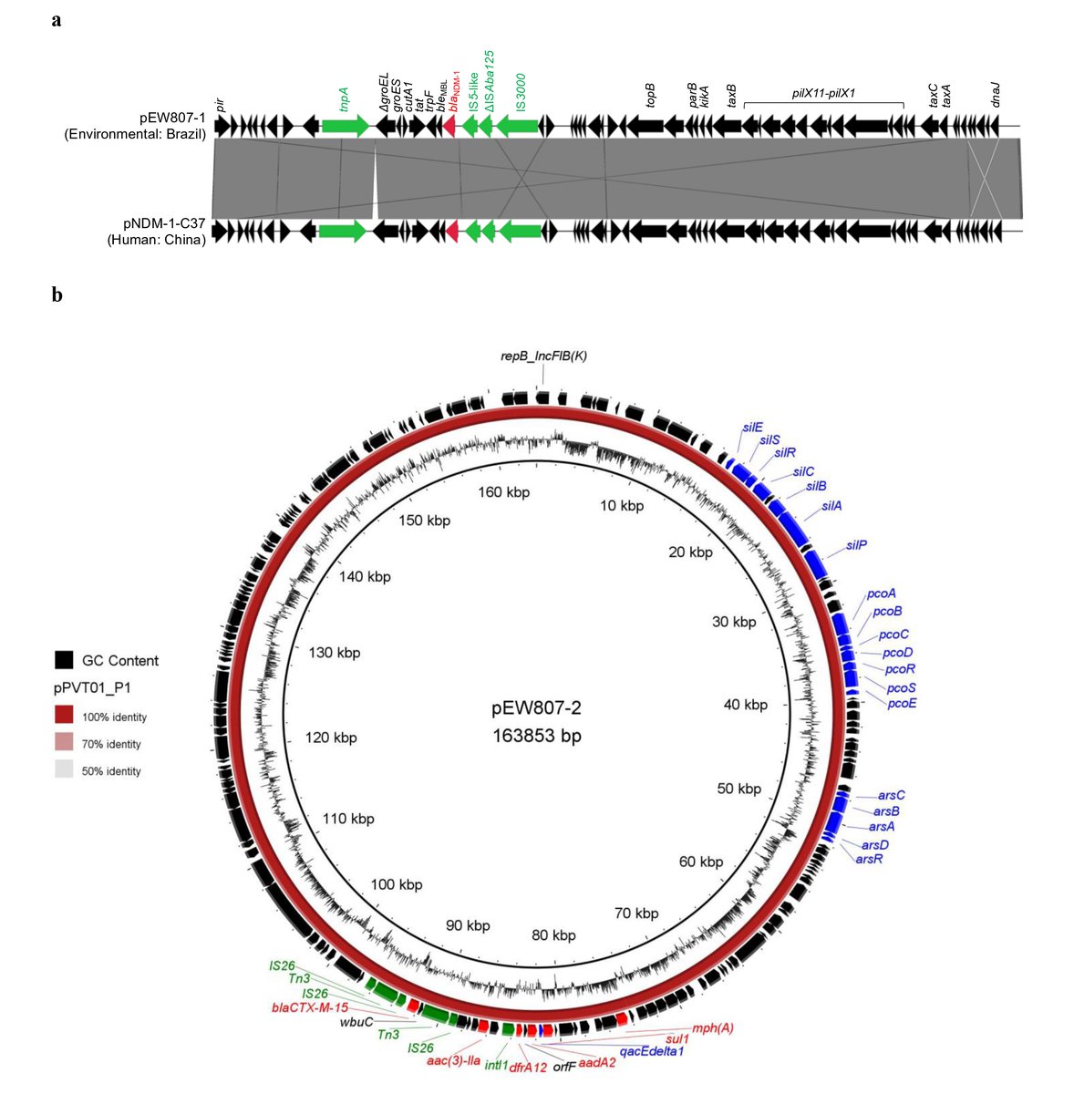 furlanjpr's tweet photo. An XDR K. pneumoniae ST340 strain from river water harboring NDM-1 (IncX3) and multidrug resistance and multimetal tolerance regions [IncFIB(K)] was identified and characterized. Check out our new article available at #ESPR from @SpringerNature👇. 
https://t.co/btCkRLXgPJ https://t.co/Oi9oCNglWP