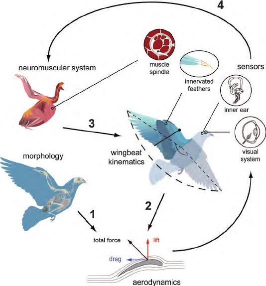 Have you ever wondered how birds, bats, and insects fly? 

It's all thanks to their amazing wings and flight mechanisms! 

From the hummingbird's delicate flutter to the eagle's soaring glide, these adaptations are truly remarkable. #sciofeverything