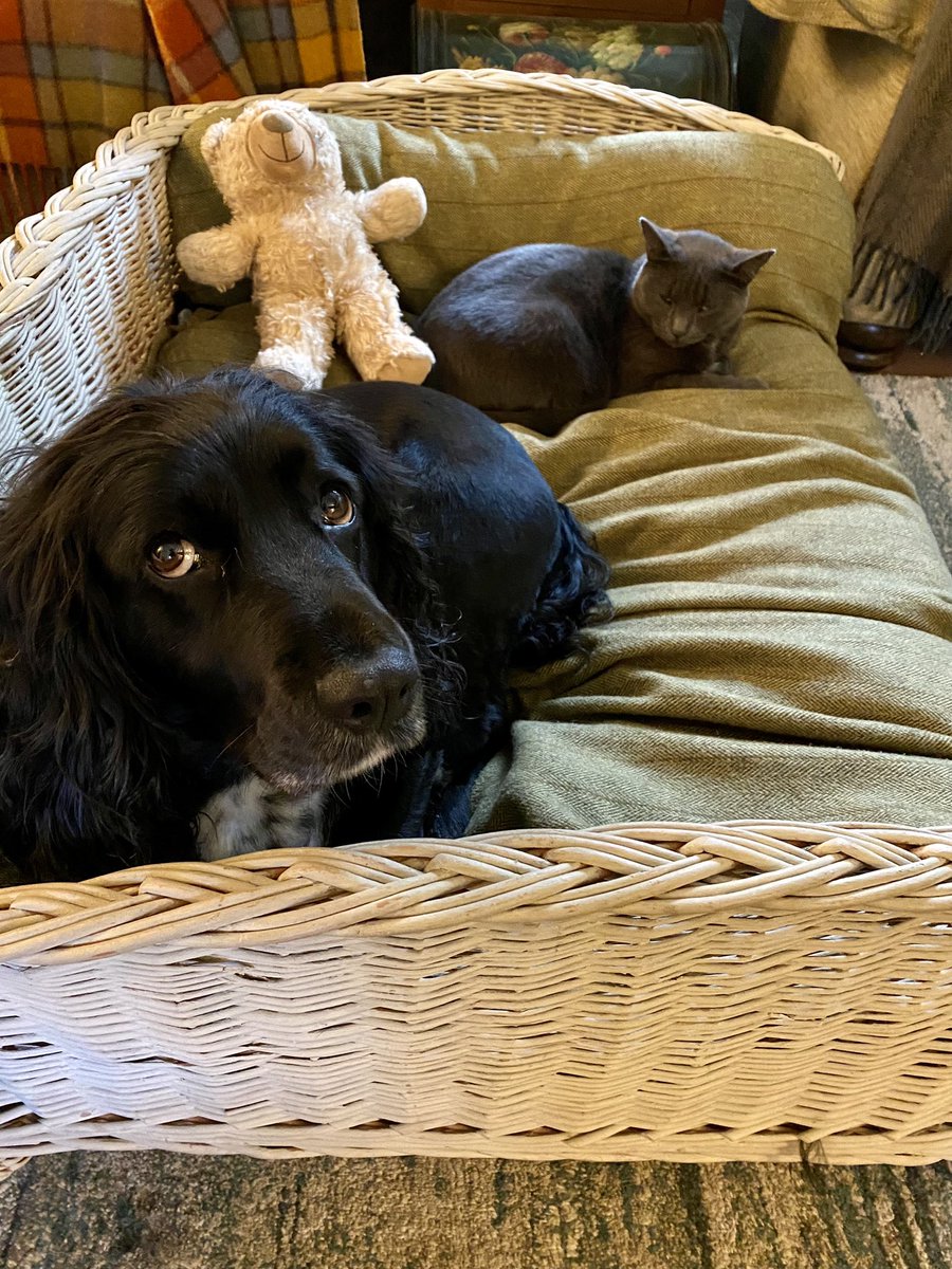 EmmaSeeburg's tweet photo. Slowly becoming friends ๐ถ๐โโฌโค๏ธ. Canโt see this happening with the other 2 loonies! #dogsoftwitter #softspaniel #laidbackcat https://t.co/z3clmRcUUT