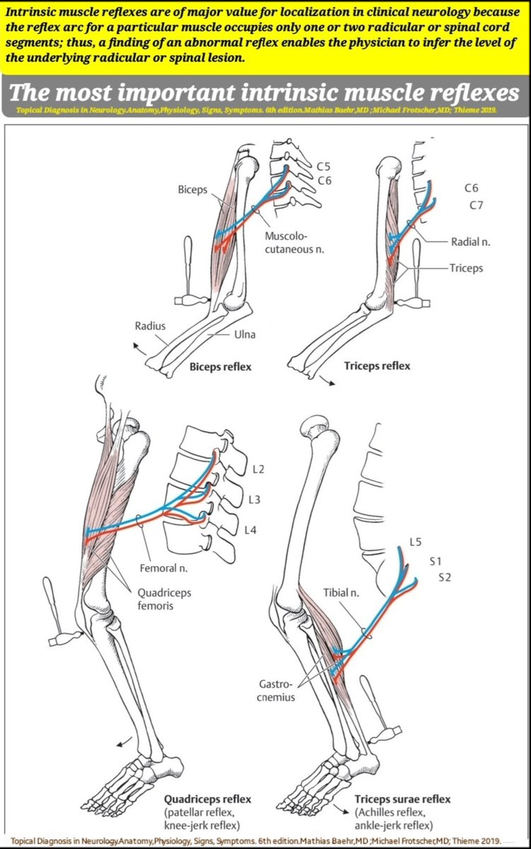 Figure 👉The most important intrinsic muscle reflexes. They're valuable for localization in clinical neurology,since reflex arc for specific muscle occupies only 1 or 2 radicular/spinal segments;thus,an abnormal reflex help us to infer level of underlying radicular/spinal lesion