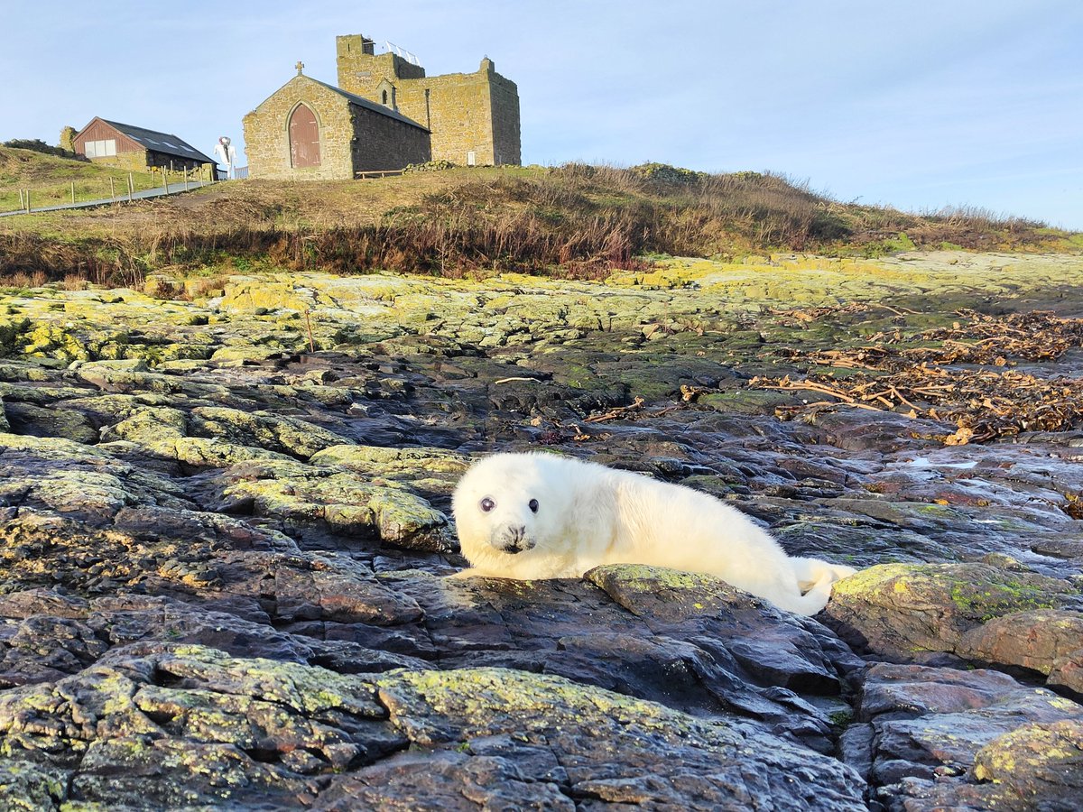 A beautiful sunny start to the week following the lively storm babet. Great to see it hasn’t affected this new arrival 🦭 farne-islands.com/trips/grey-sea… #babyseals #farneislands #billyshielsboattrips