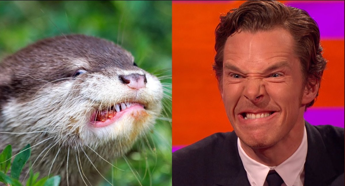 ENTETU4's tweet photo. 「ベネディクト・カンバーバッチめちゃくちゃカワウソに似てる問題」を本人が実際に真似た結果・・・"めちゃくちゃ似てた"件が好き過ぎるから皆も見てね。 https://t.co/L6IsJaAk5n