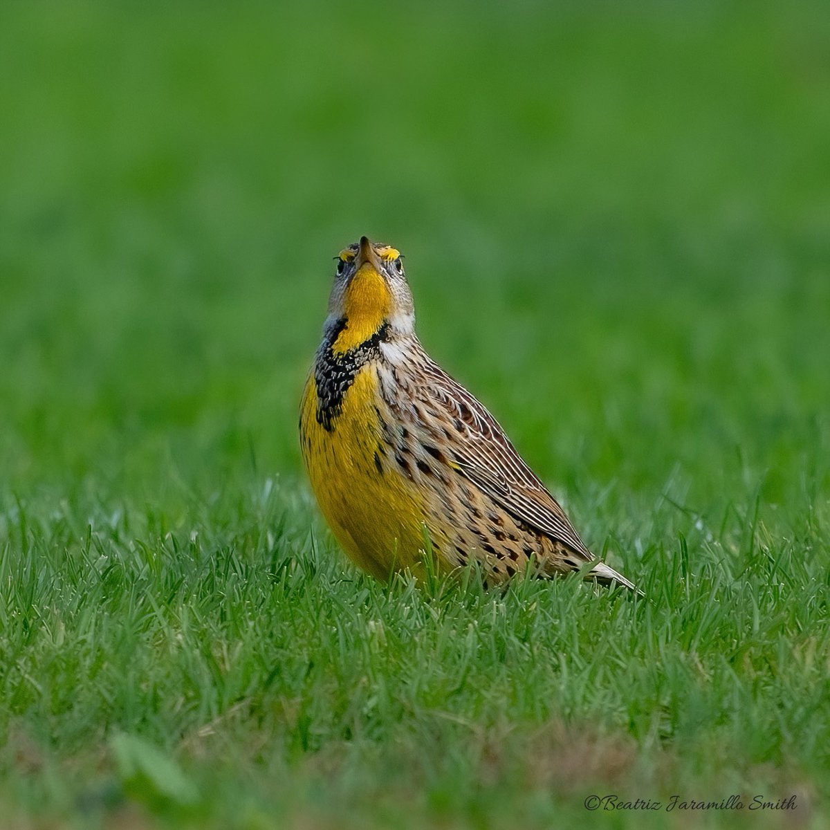 Eastern meadowlark, at the North Meadow. @CentralPark_NYC #birdcpp #fallmigration2023 #centralparkbirds #birding #birdingphotography #birdwatching #birdscentralpark #BirdsOfTweeter #birds #migratorybirds