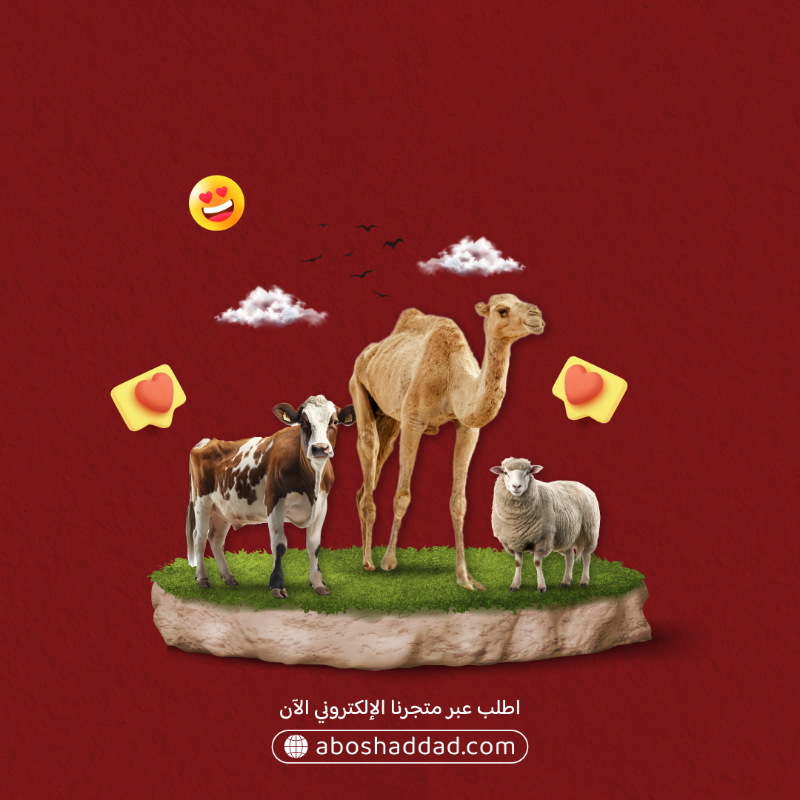 aboshadddad's tweet photo. #ذبائح بلدي طازجة 
مختارة بعناية ❤️

- ذبح فوري حسب الطلب 🔪
- تقطيع وتغليف احترافي 🥩
- توصيل مبرد وسريع 🚚

أجود أنواع اللحوم الطازجة تصلك إلى باب بيتك مجاناً 🚚✨

 أبو شداد .. طازج دائمًا 🐑

#جدة #جدة_الان #حي_السامر #السامر #ذبائح #طازج #لحوم  #ترند #ذبائح #الحمدانية