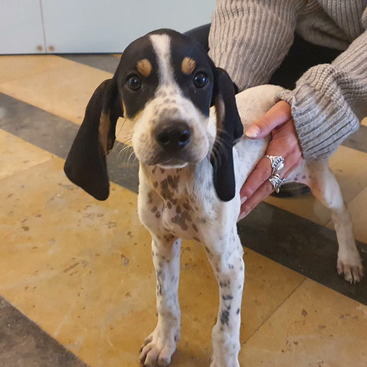 ajcamprodon's tweet photo. 🐕 S'ha trobat aquest cadell a la zona del Maristany. Podeu contactar amb el servei de guàrdia municipal per recuperar-lo: 
📞 629386637.
#Camprodon #vallldecamprodon https://t.co/fAmOTQwy7E