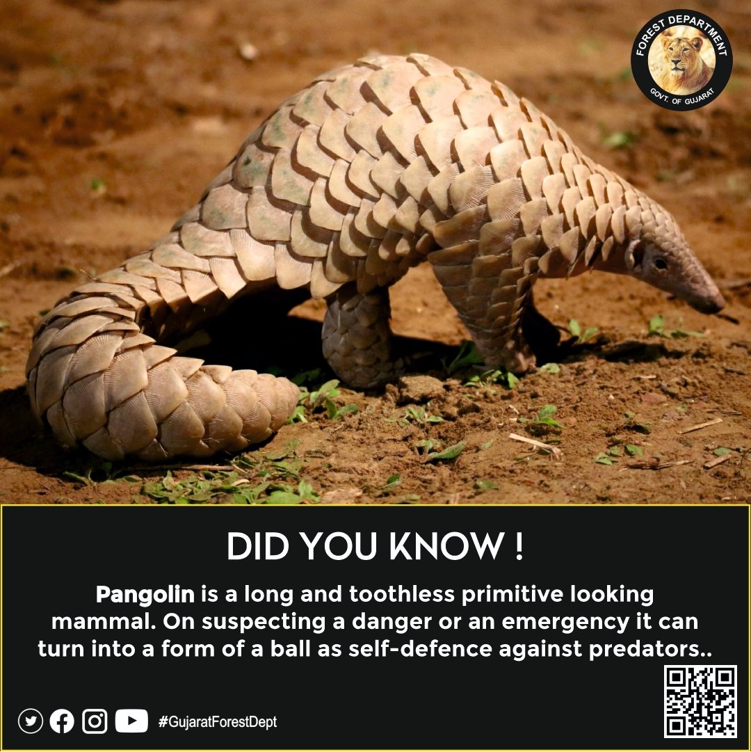 Meet India's extraordinary armored traveler, the pangolin! Let's raise awareness about these unique creatures and work together to protect them.. 
#IndianPangolin #PangolinConservation #ProtectOurPangolins