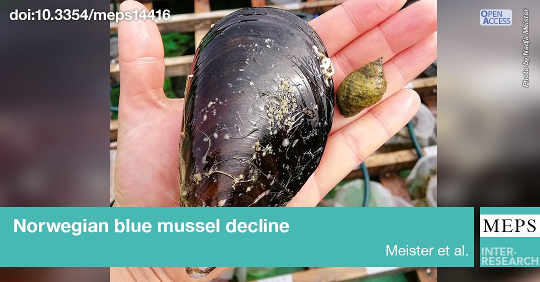 #BlueMussels have vanished from many shores in western Norway but thrive on floating docks. Climate change, pollution, or pathogens would not distinguish between these habitats. Could a crawling predator, such as #dogwhelk Nucella lapillus, cause it? bit.ly/meps_721_85