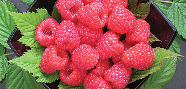 ACTfruitgrower's tweet image. Anglo-Mexican collaboration launches Malling™ raspberry varieties in Mexico

Read more via #HortNews &amp;gt;&amp;gt; hortnews.com/articles/horti…

@niabgroup #malling