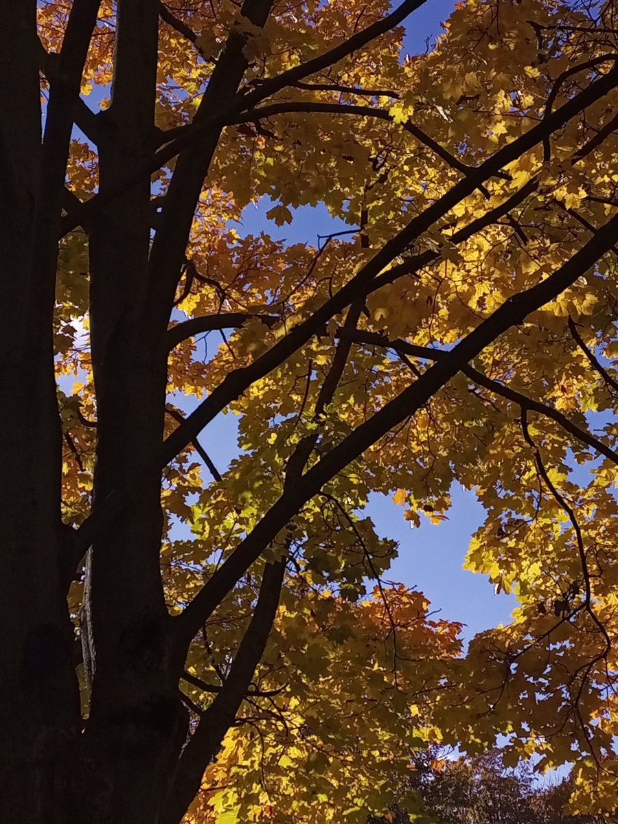 🍁