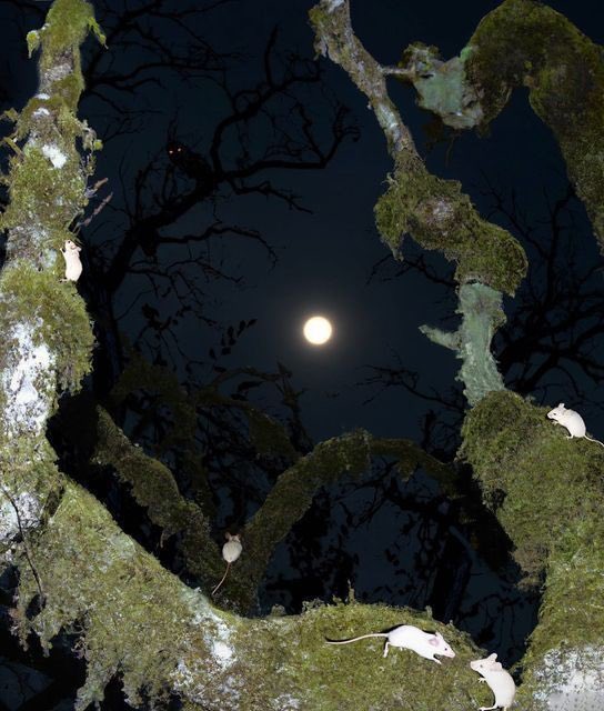 recovered_file's tweet image. 