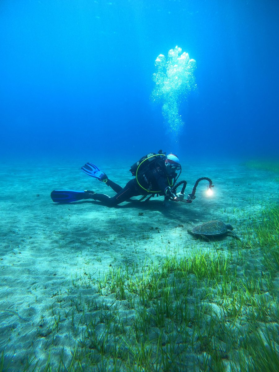 GuireXDan1's tweet photo. A close encounter with a green turtle in #Tenerife @visit_tenerife @BSACdivers @mcsuk  Full video: https://t.co/gHixAMovlv https://t.co/yRoYfMcso4