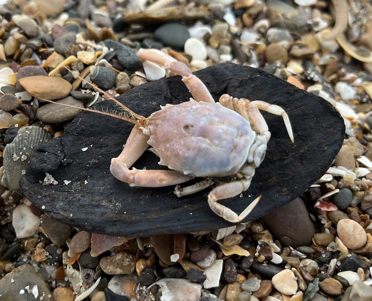 #StormBabet has caused large wash ups of #marinewildlife along the #lincolnshire coast, including lots of creatures you don’t normally see in this part of England when beach-combing!

Highlight was the masked crab 🦀, loads of urchins, brittlestars & whelks too. #marinebiology