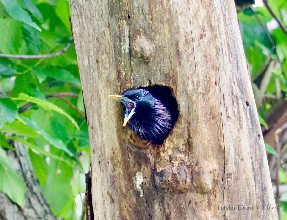 muskpyElon563's tweet photo. @CarlBovisNature #IpostYouPost https://t.co/8pMuvOAxX8