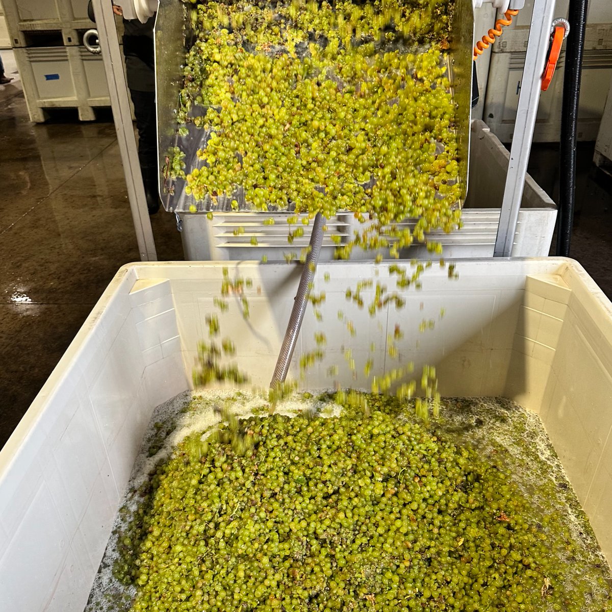 Just think, in a few years you will be sipping on this 2023 Barden Sanford &amp; Benedict Chardonnay... good things are always worth the wait! 

#wineharvest #grapestomp #margerumwines #chardonnay #cellarwines

📸  by @be_scene_sb