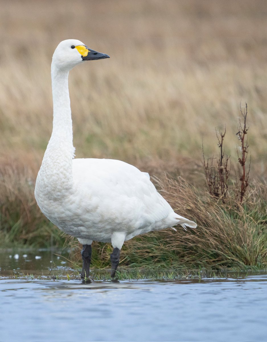Phenomenal views of Bewick's Swan @FI_Obs yesterday. Having had a few Whoopers in previous days, this was a chance to see the differences in structure and bill pattern. A super smart bird!