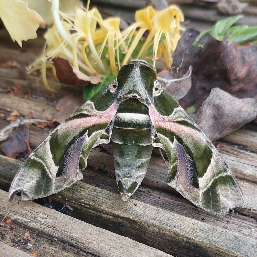 Twitched my first moth today - an absolutely stonking Oleander Hawk-moth. Llanarth, Ceredigion VC46 @MigrantMothUK