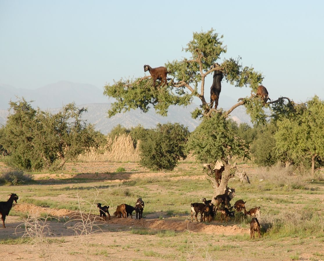thesciquest's tweet photo. In Morocco, particularly in the region of the Sous Valley, you can find goats that are known to climb and perch on the branches of Argania trees. These goats are often attracted to the Argania tree's fruit, known as Argan nuts, which they eat. https://t.co/DwoVCOaigV