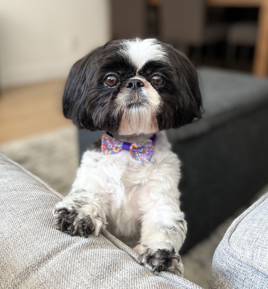 Leeloo is here to wish you a good start to the week! #MondayMotivation