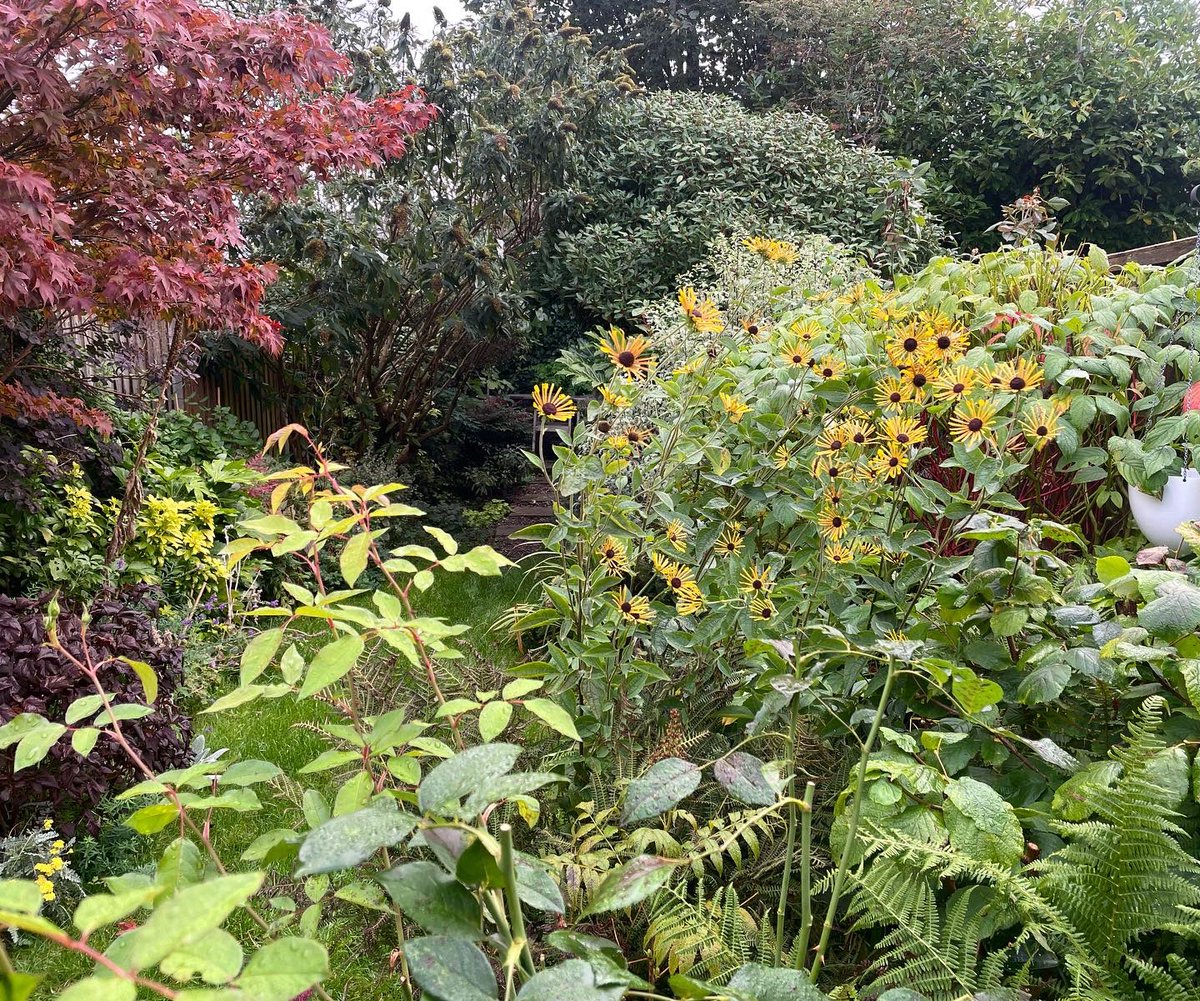 Gardening full time in London now but nice to be back in my own Brum #garden this weekend. #Rudbeckia ‘Henry Eilers’, #Acer ‘Bloodgood’ and #Gingkobiloba doing their #autumn thing 🍂