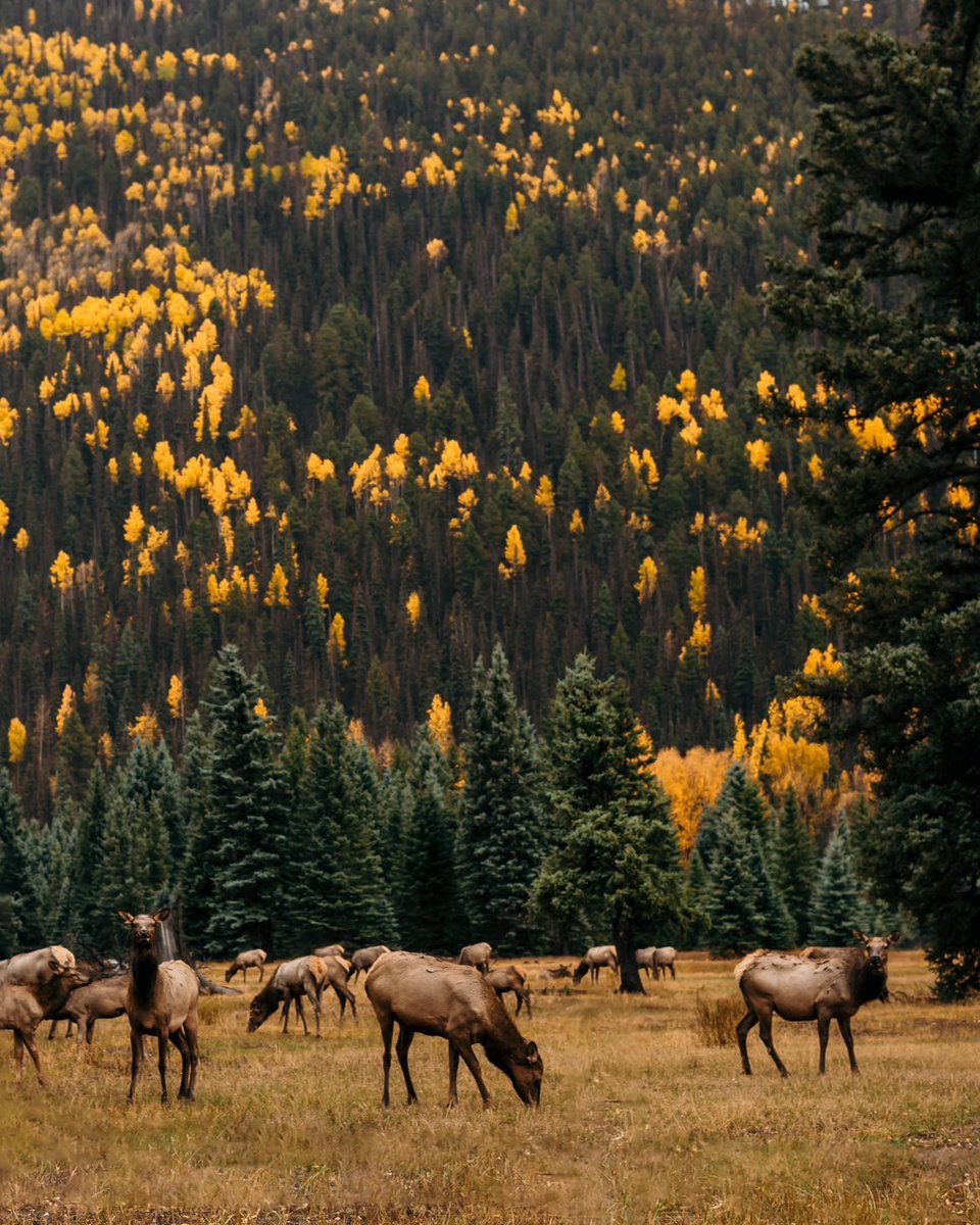 VisitTelluride's tweet photo. Off-season vibes 🦌

📸: The Christmas Family https://t.co/q97BnNCiA2