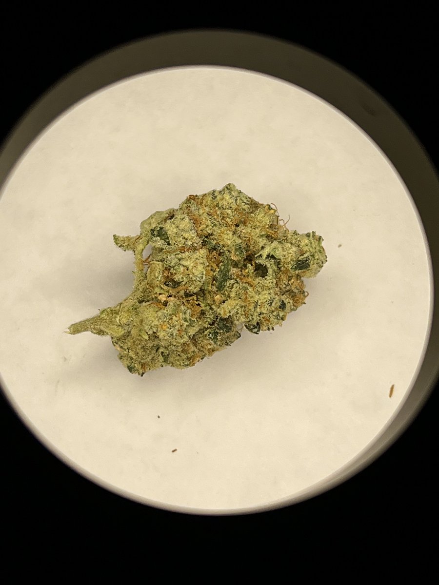 BEANlE's tweet image. deluxe sugar cane s2