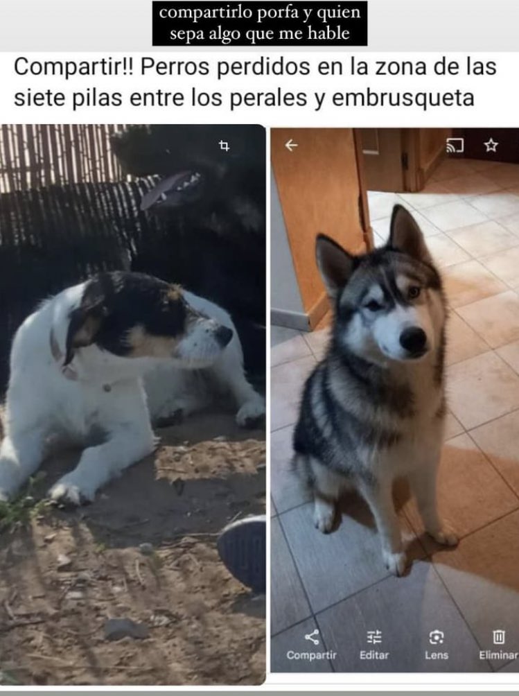 Lolaapg1's tweet photo. PERRO PERDIDO EN EL PUERTO DE SANTA MARÍA!!!!!❗️❗️❗️❗️
Cualquier cosa hablarme a mí o a @aiinarasnchezz https://t.co/XLZNagsaOx