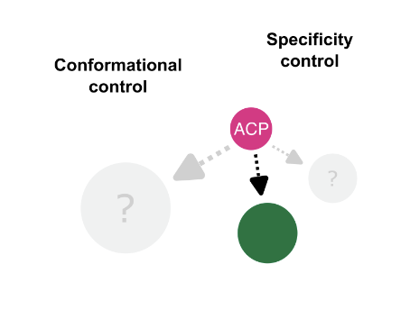 EnzymeChemistry's tweet photo. How Acyl Carrier Proteins (ACPs) Direct Fatty Acid and #Polyketide #Biosynthesis by Lynn Buyachuihan, Franziska Stegemann, Martin Grininger @Grininger_Lab @goetheuni @HMWK_Hessen @ProLOEWE in @angew_chem https://t.co/vyEyNVWwoS https://t.co/I8SwT823ZT