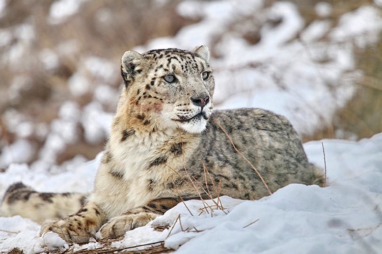 Today the world celebrates International #Snow #Leopard Day🐆Unique animals roam 12 countries, including #Tajikistan, home to 500-800 of the 7,000-12,000 worldwide.🇹🇯 is believed to be the most opportune environment for these lovely creatures bcoz we have Marco Polo sheep as well