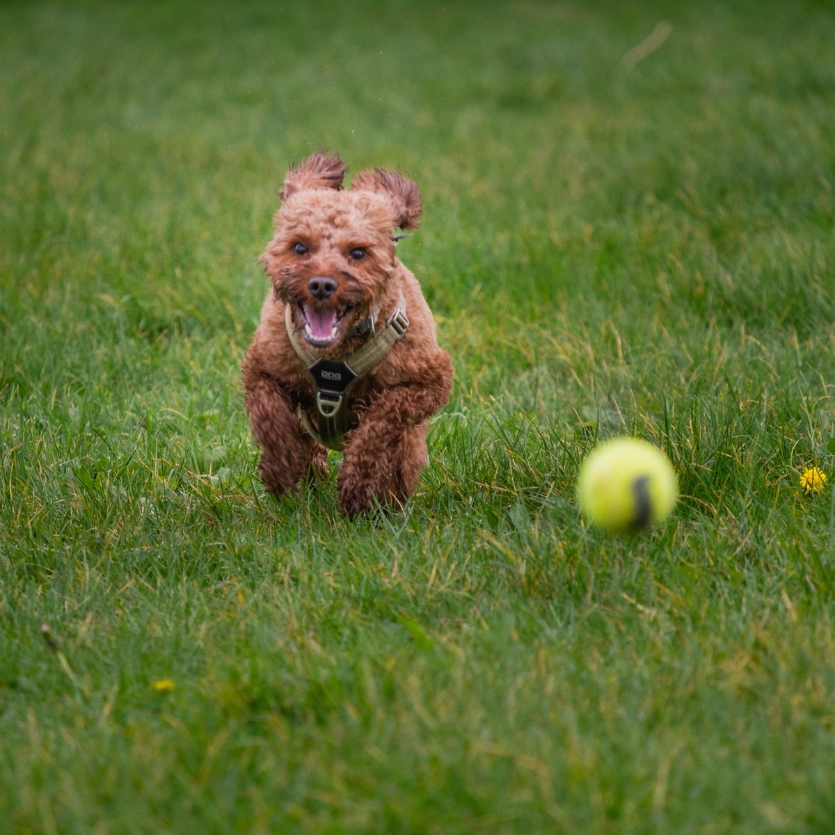 CockapooDaisy's tweet image. It’s been a ball playing afternoon