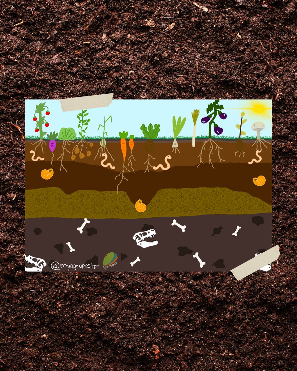 🤎 | Soil Science Ladies (@soilsciencelady) on Twitter photo Did you see the worms in this soil profile? 😍 Did you see the worms in this soil profile? 😍