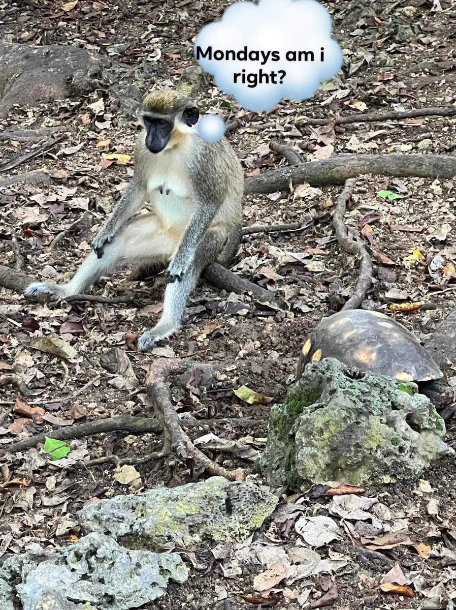 schattenkirkd's tweet photo. I took this picture at the Barbados Wildlife Reserve. Seems like it’s just waiting to be captioned! https://t.co/LL81ms6jIQ