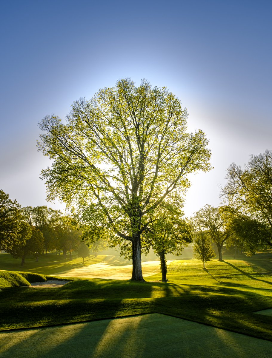 theclubgv's tweet photo. ✨GET GOLDEN!✨ Morning sun waking up our A.W. Tillinghast designed golf course.

📷 by Peter Wong Photography 

#golf #golfphotography #getgolden #gvcc #countryclub #tillinghast #beautifulgolfcourses https://t.co/WK5ieiDHbP