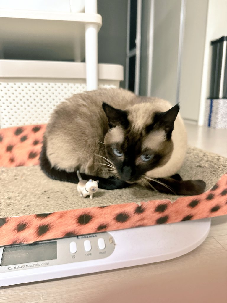catS2FF's tweet photo. 닮았다구요?
어딜... https://t.co/jVSYEcQK3D