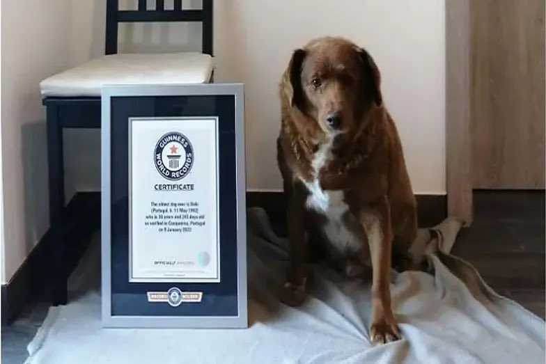 thepolandnews_'s tweet photo. Nie żyje Bobi - pies, który w lutym zapisał się w Księdze Rekordów Guinnessa jako najstarszy czworonóg na świecie. Miał 31 lat i 163 dni https://t.co/Pd6puR2dIK