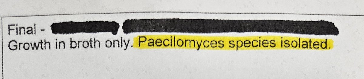 Gabe 🦊 tweet media