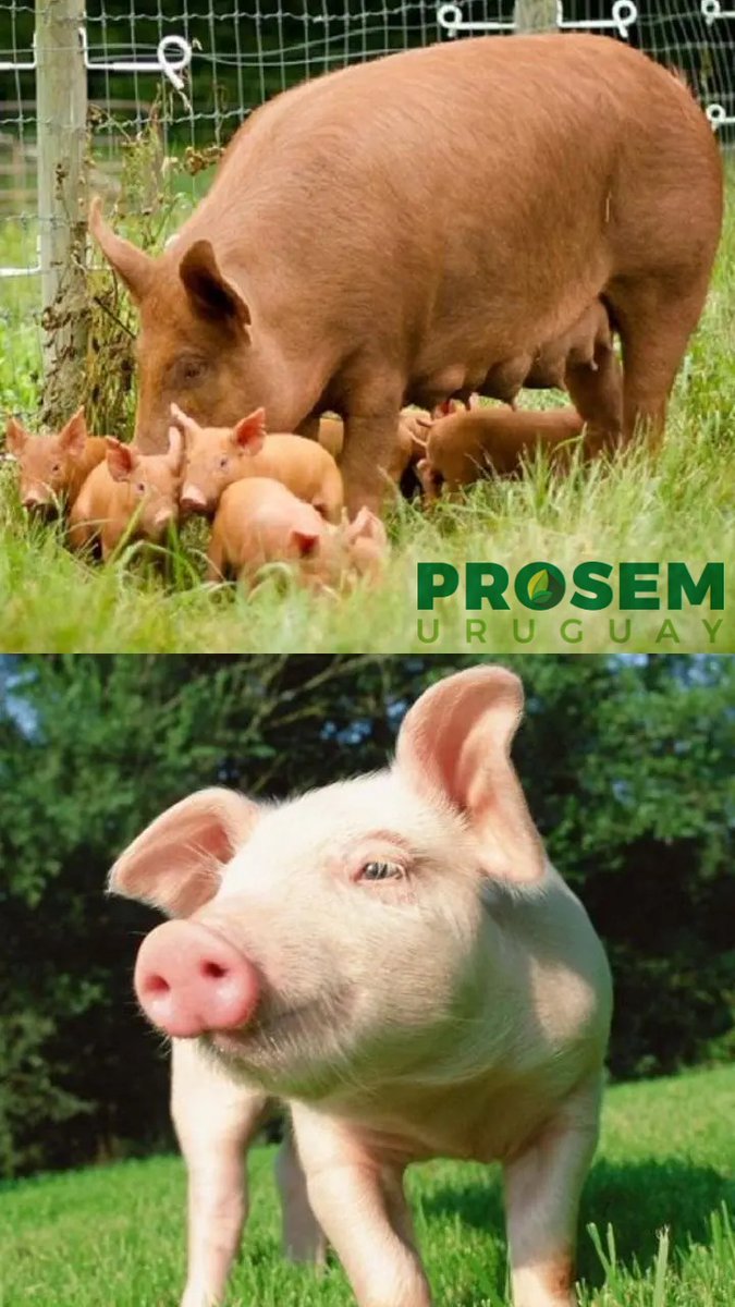 prosem_uruguay's tweet photo. Les ofrecemos nuestra línea de Raciones Balanceadas para Suinos: 
Contamos con raciones para cerdos desde los 10 kg en adelante, pasando por todas las etapas hasta llegar a la recomendada para cerdos de más de 50 kg.
También tenemos Ración para Cerda Gestante y Lactante. https://t.co/XAM7gHW6op
