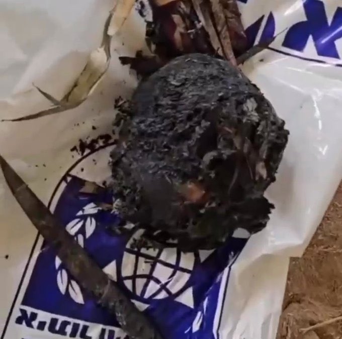 Hen Mazzig tweet media