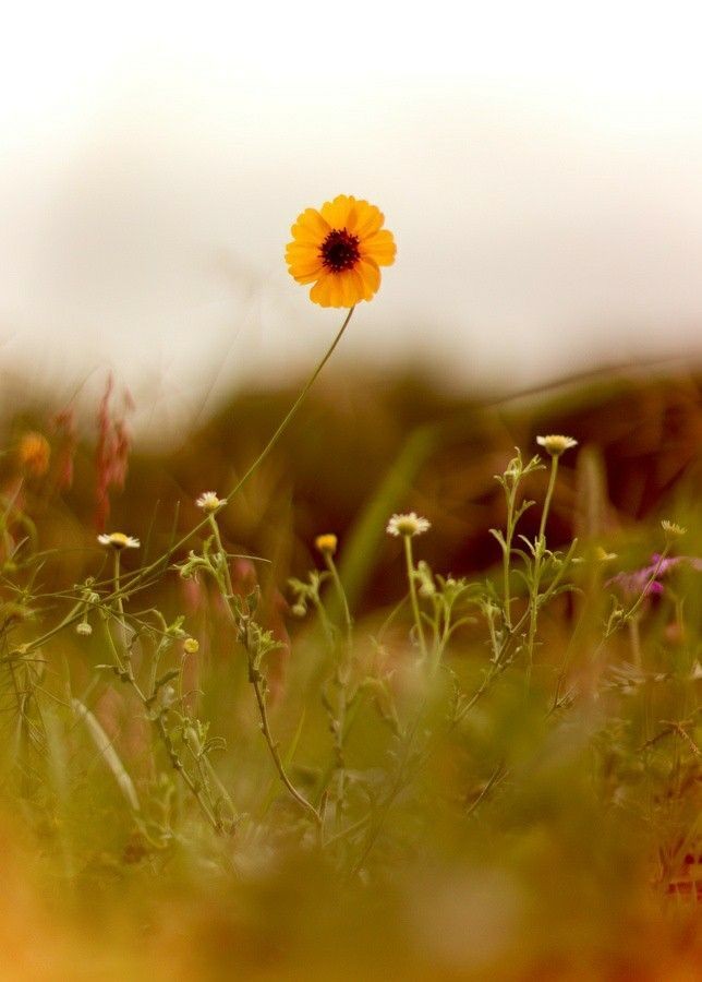 운명이란
가만히 내버려 두면

고비풀린 망아지와 같아
산으로 들로 마구 뛰어다닙니다

그래서
가야 할 방향을 잃은채

가시밭 길로 가버리고
진흙탕 길로 가버립니다

그러니
주인인 내가 고비를 꽉 잡고

원하는 방향으로 잘 갈수있도록

인생이란 말을 길 들이고
조정할 줄 알아야 합니다..🖌