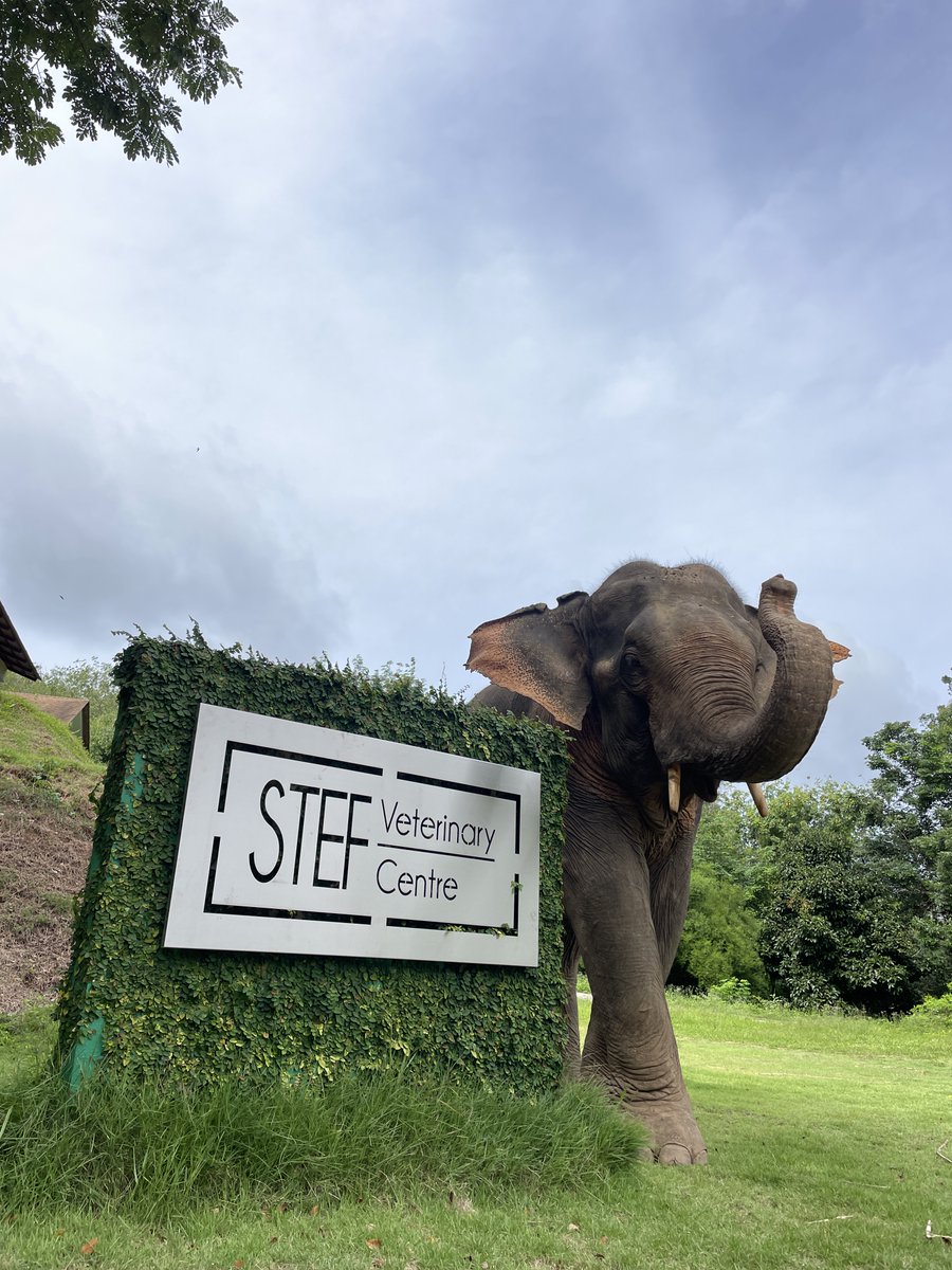 The STEF Vets need an isolation unit and a special care unit for young elephants. Can you help? southernthailandelephants.org/donate/ #animalcharity #veterinarycare #thailand #endangeredspecies #elephants #fundraising